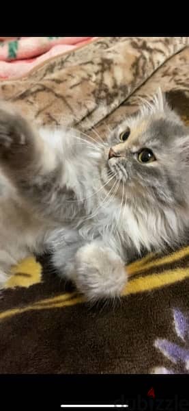 قطه للبيع cat for sale 2