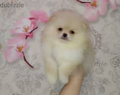 Spitz puppies From Russia 0