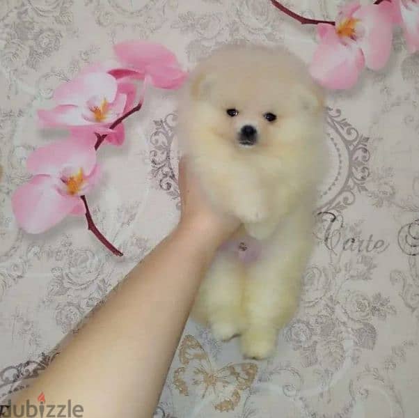 Spitz puppies From Russia 1