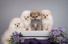 Mini Pomeranian puppies From Russia