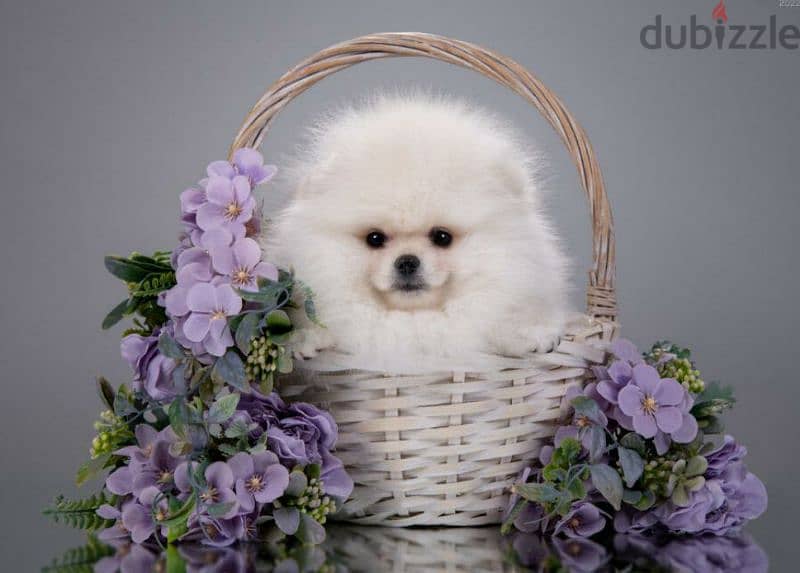 Mini Pomeranian puppies From Russia 1