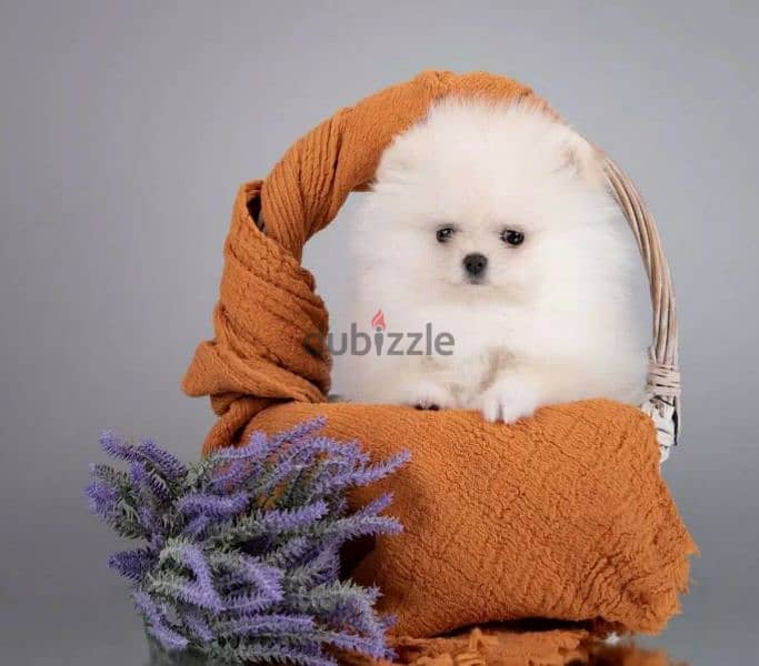 Mini Pomeranian puppies From Russia 5