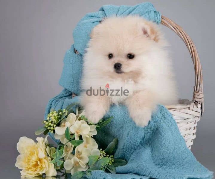 Mini Pomeranian puppies From Russia 6