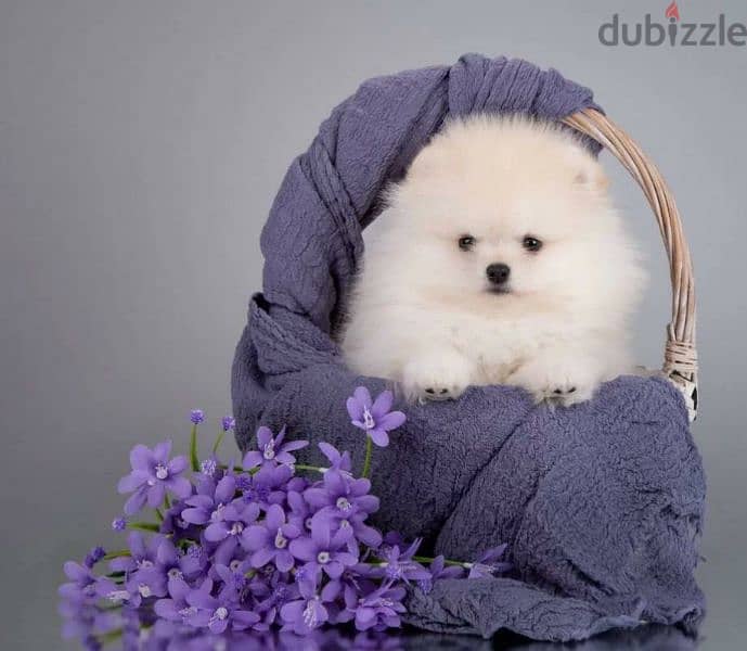 Mini Pomeranian puppies From Russia 7