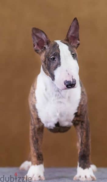 Bull Terrier From Russia with Full Documents 0