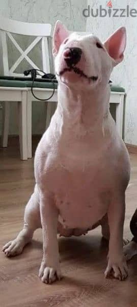 Bull Terrier From Russia with Full Documents 1