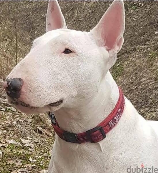 Bull Terrier From Russia with Full Documents 2