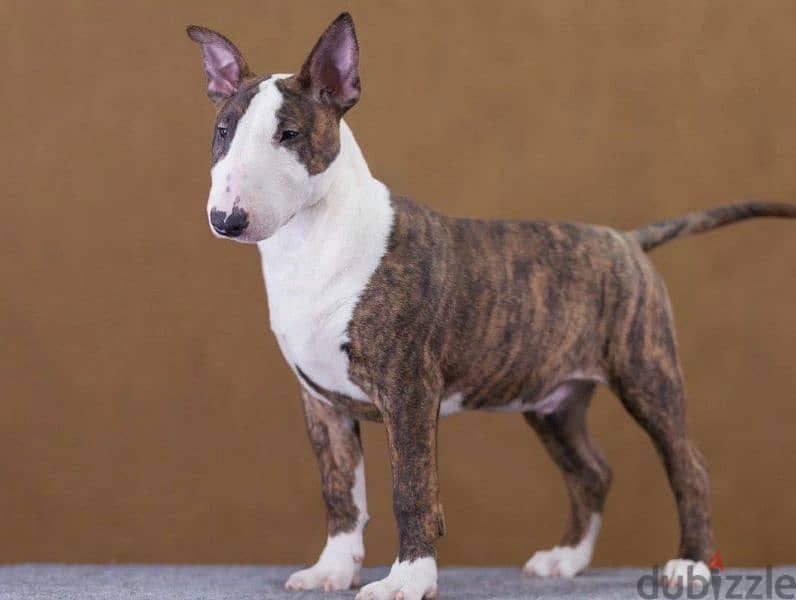 Bull Terrier From Russia with Full Documents 3