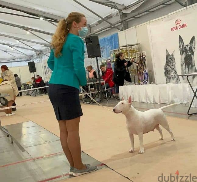 Bull Terrier From Russia with Full Documents 4