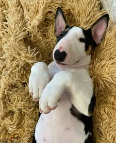 Bull Terrier From Russia full package of documents
