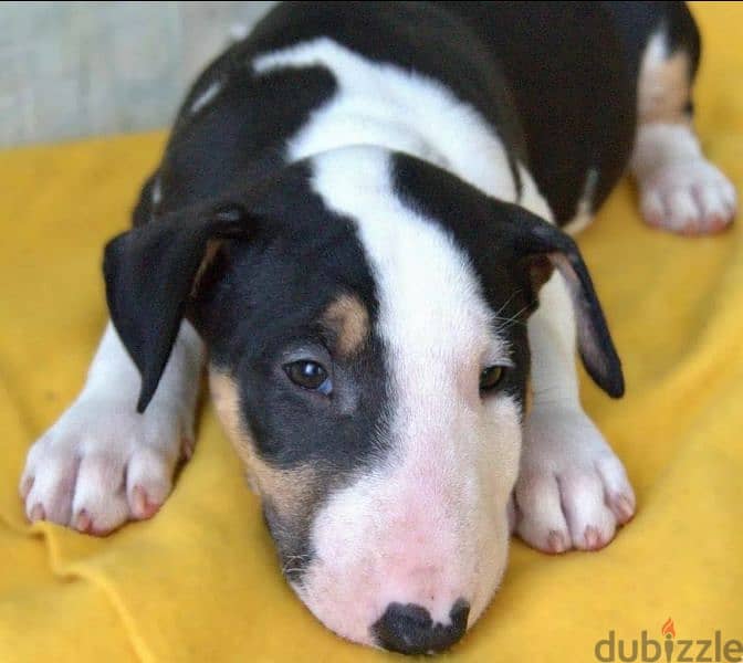 Bull Terrier From Russia full package of documents 1
