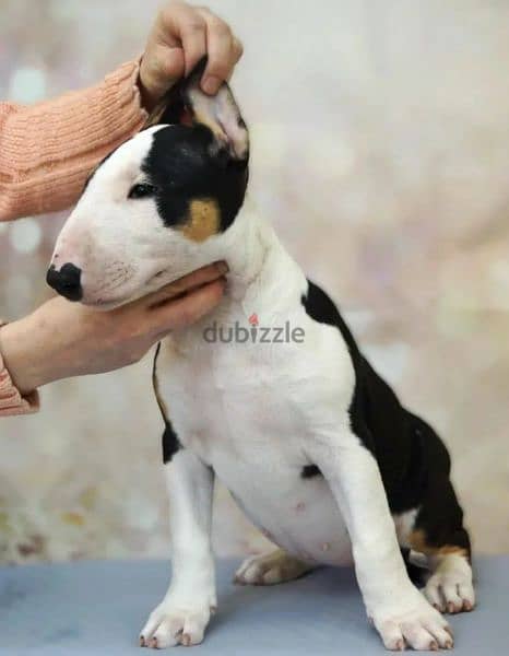Bull Terrier From Russia full package of documents 3