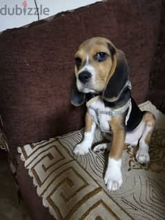 للبيع كلب بيجل 5 شهور for sale beagle dog 0
