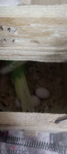 عصافير استرالي جوز شغال معاه بيض عليه عصفوره هديه 1