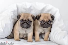 Pug puppies vaccinned and dewormed