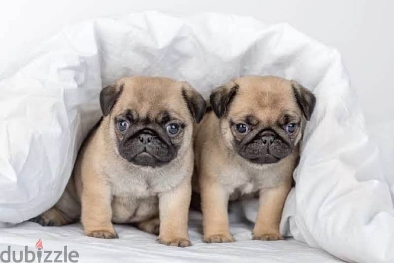 Pug puppies vaccinned and dewormed 0