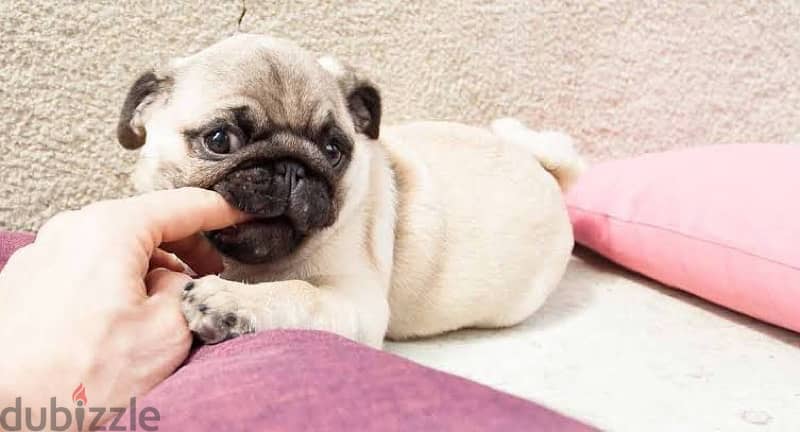 Pug puppies vaccinned and dewormed 1
