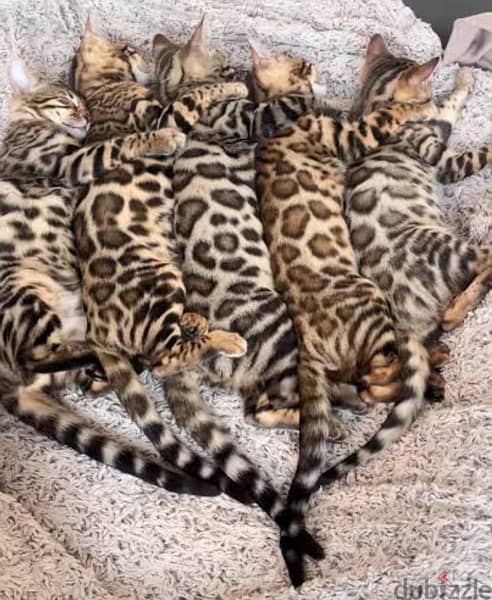 Bengal Kittens . . قطط بنغالي صغيرة 0