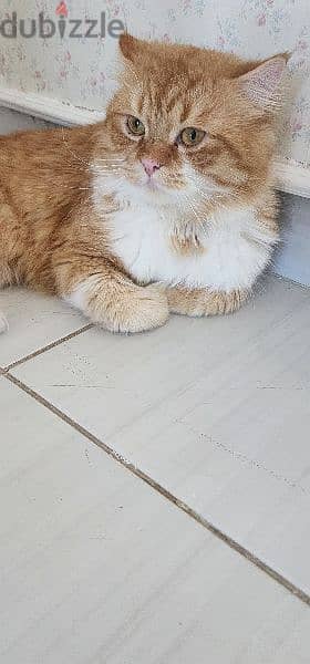 persian cat for adoption 1