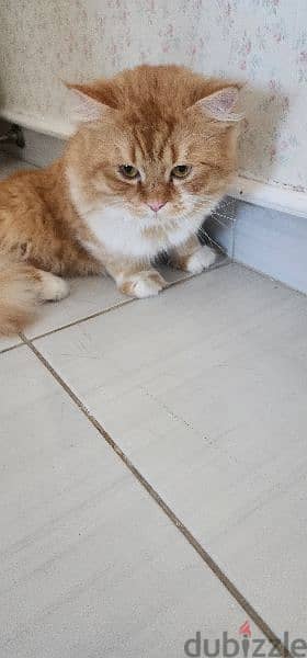 persian cat for adoption 2