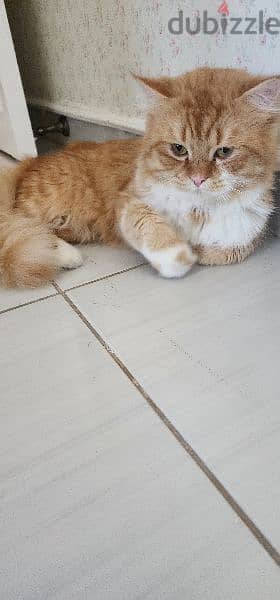 persian cat for adoption 3