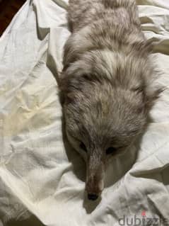 Natural fox fur-فرو ثعلب طبيعي