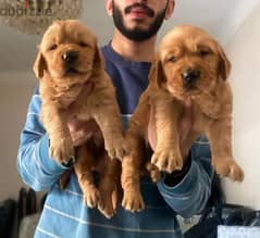 جولدن golden retvriver pupies