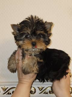 Yorkshire Terrier Female Imported from Europe !!! 0