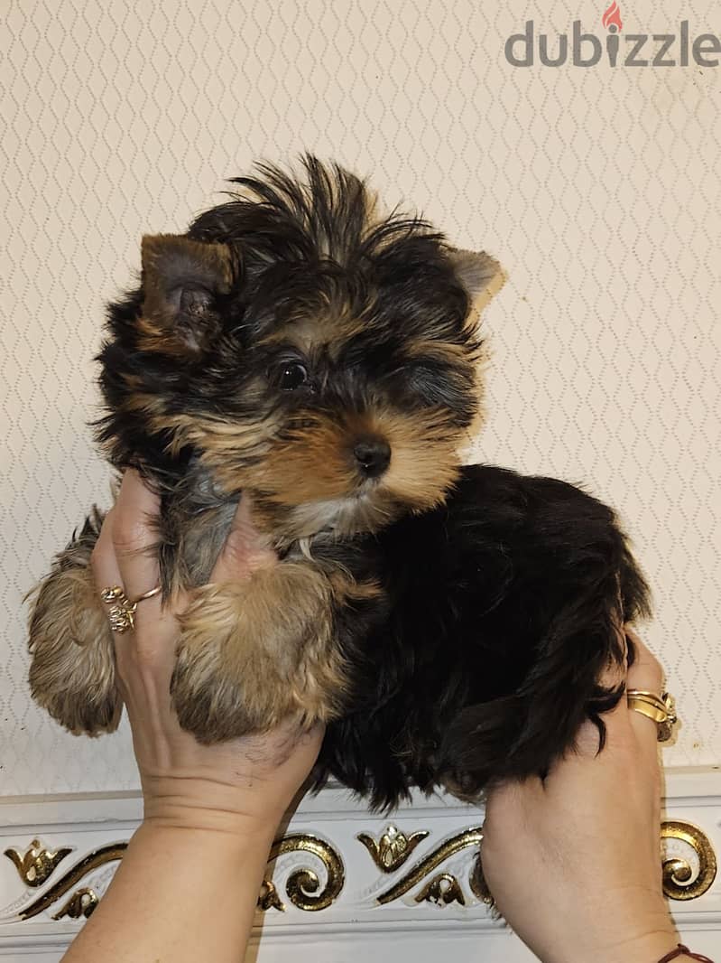 Yorkshire Terrier Female Imported from Europe !!! 1