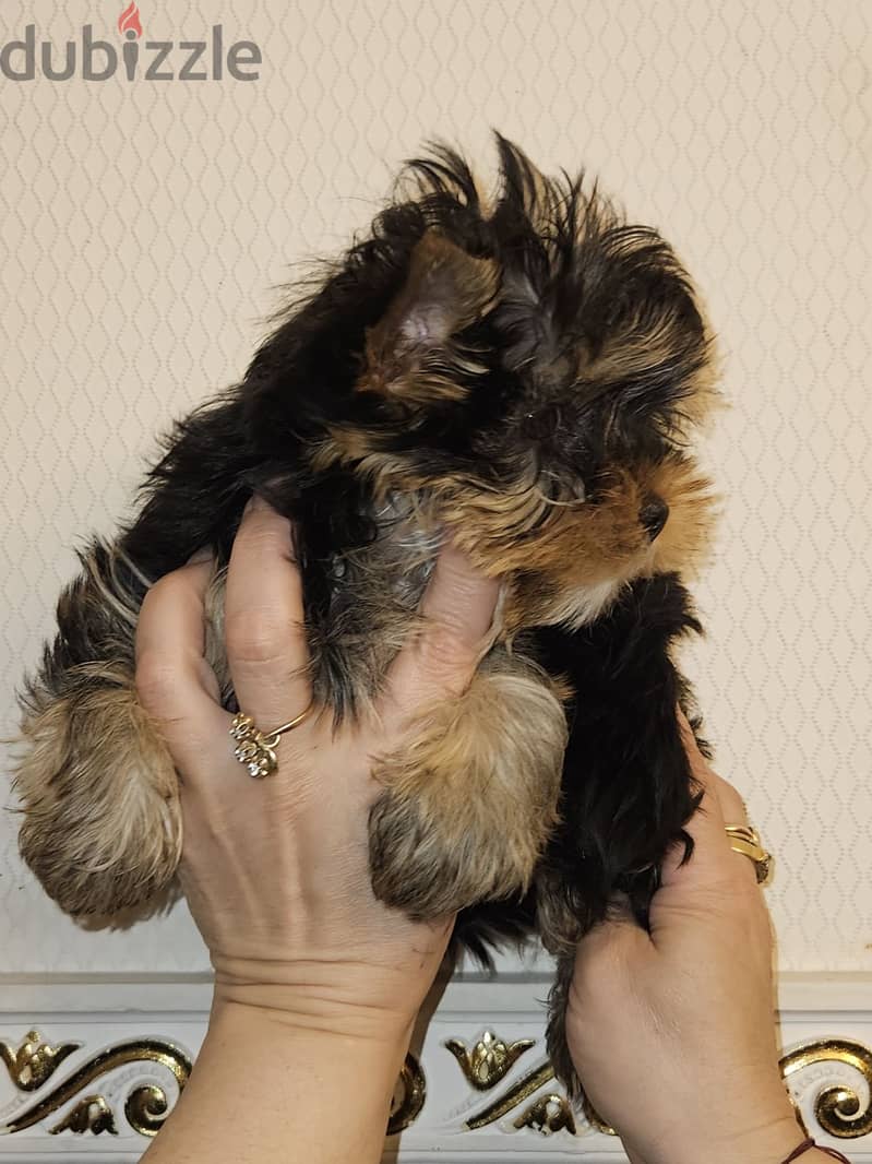 Yorkshire Terrier Female Imported from Europe !!! 2