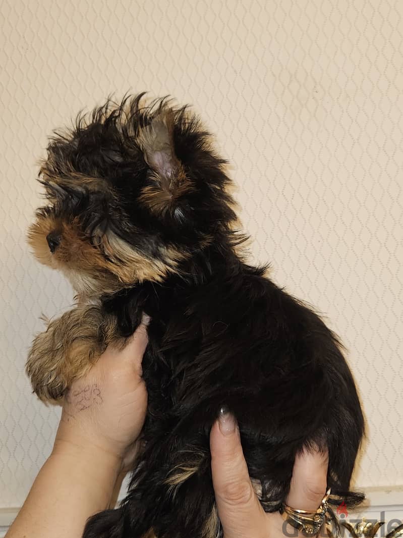 Yorkshire Terrier Female Imported from Europe !!! 3