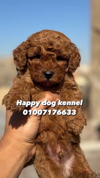 toy poodle out of imported parents top quality