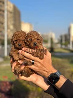 available puppies poodle