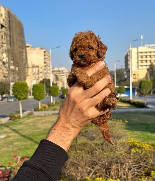 available puppies poodle 1