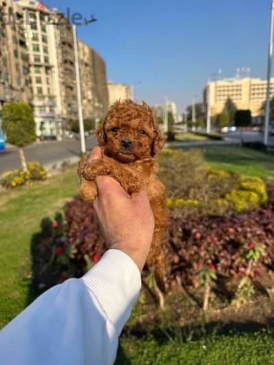 available puppies poodle