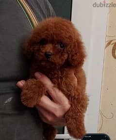 Toy poodle puppies 0