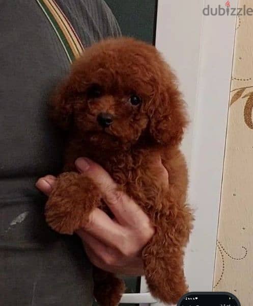 Toy poodle puppies 0