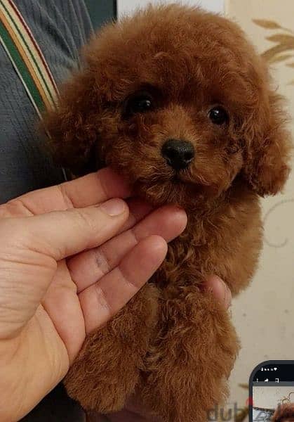Toy poodle puppies 1