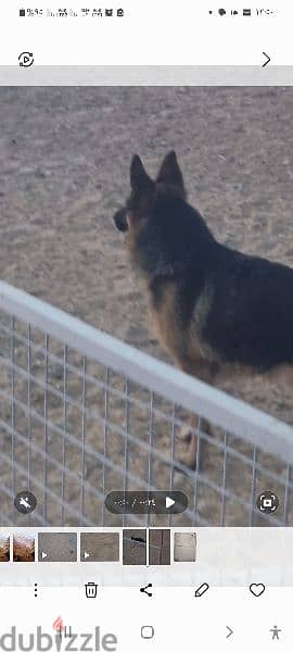 german shepherd short hair with full pedigree fci Ekf sv