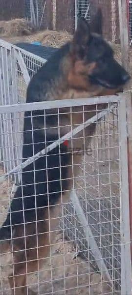 german shepherd short hair with full pedigree fci Ekf sv 10