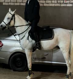 حصان عربي اصيل  بورقه والشهاده العمر خمس سنوات والمشتري هيسجل ويختم عل