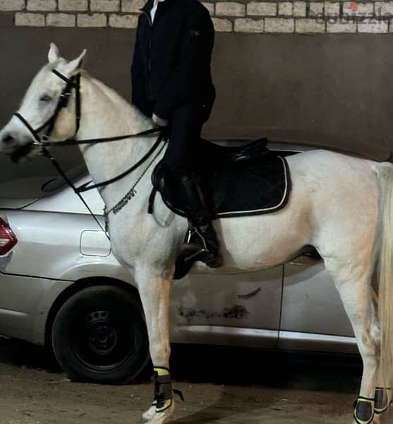 حصان عربي اصيل  بورقه والشهاده العمر خمس سنوات والمشتري هيسجل ويختم عل 0