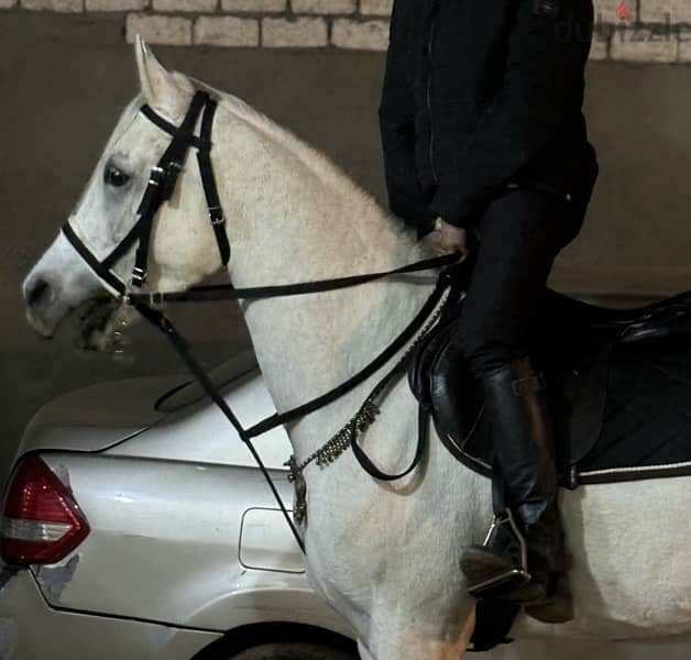 حصان عربي اصيل  بورقه والشهاده العمر خمس سنوات والمشتري هيسجل ويختم عل 1