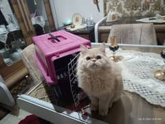 قطة هاف بيكي - بنت - مطعمة - ٦ شهور
