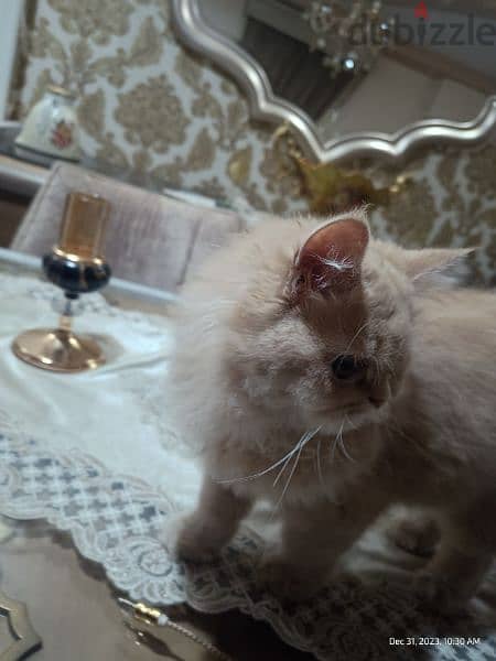 قطة هاف بيكي - بنت - مطعمة - ٦ شهور 1