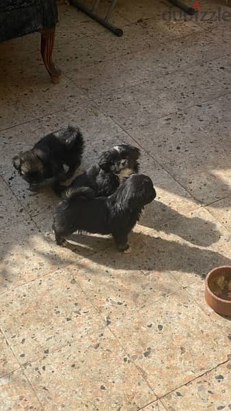 Pekingese puppies female 40 days 1