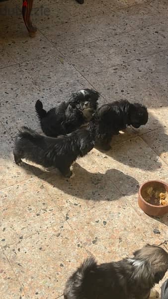 Pekingese puppies female 40 days 3