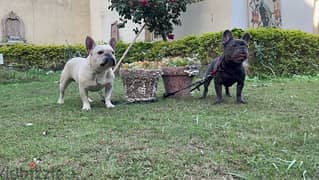 French Bulldog male available for mating 0