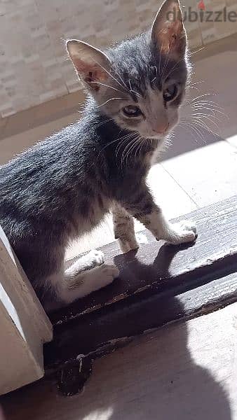 cute little kitten  for adoption 1