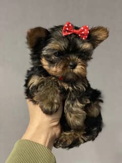 Yorkshire Terrier Puppies Imported babyface. 0